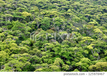 山原森林國家公園（沖繩縣國頭村） 125978467