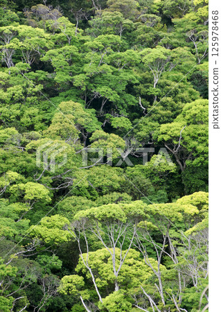 山原森林國家公園（沖繩縣國頭村） 125978468