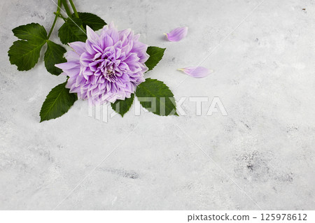 Dahlia violet flower on grey background, web banner with copy space. Dahlia violet flower on grey background, web banner with copy space. 125978612
