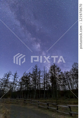 銀河從高山高原的落葉松樹上升起 125978670