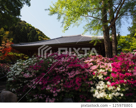 大阪久遠寺(春季) 大阪久遠寺(春季) 125978801