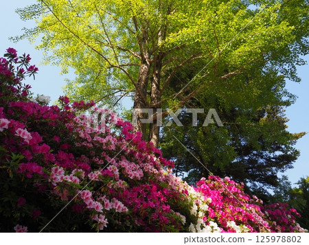 大阪久遠寺(春季) 大阪久遠寺(春季) 125978802