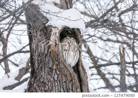 Ezo owl resting in a tree hollow Ezo owl resting in a tree hollow 125979080
