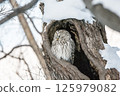 Ezo owl resting in a tree hollow 125979082