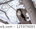 Ezo owl resting in a tree hollow 125979083