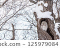 Ezo owl resting in a tree hollow 125979084