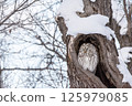 Ezo owl resting in a tree hollow 125979085