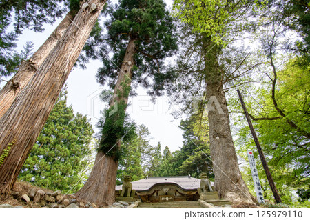 Iwasaki Hachiman Shrine, Yuzawa City, Akita Prefecture, where giant cedar and fir trees stand side by side 125979110