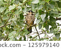 A young Peregrine Falcon perched on a tree 125979140