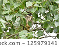 A young Peregrine Falcon perched on a tree 125979141