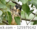 A young Peregrine Falcon perched on a tree 125979142