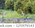 Heron perched on a fence 125979143