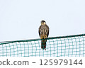 A young Peregrine Falcon perched on a net 125979144