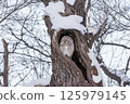 Ezo owl resting in a tree hollow 125979145