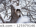 Ezo owl resting in a tree hollow 125979146