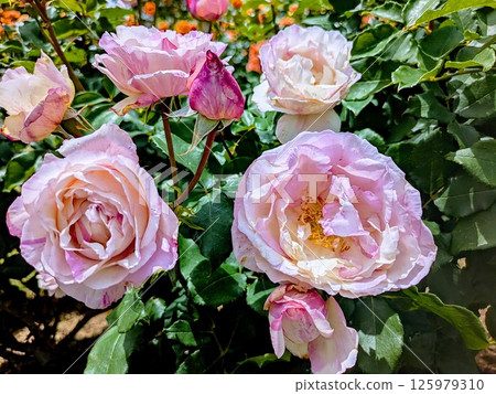 Light rose with pink Light rose with pink 125979310