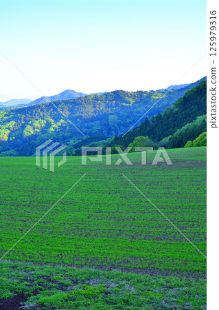 A refreshing view from a lush green hill in Minano Town, Chichibu District 125979316