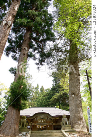 Iwasaki Hachiman Shrine, surrounded by fir and cedar trees, Yuzawa City, Akita Prefecture 125979324