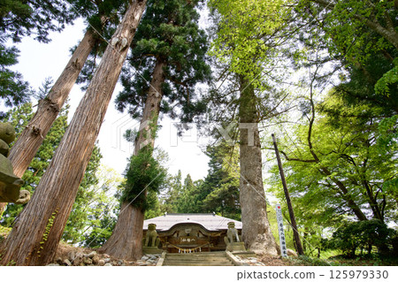 Iwasaki Hachiman Shrine, Yuzawa City, Akita Prefecture, where giant cedar and fir trees stand side by side Iwasaki Hachiman Shrine, Yuzawa City, Akita Prefecture, where giant cedar and fir trees stand side by side 125979330