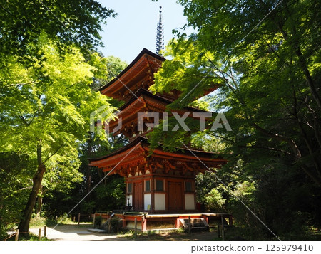Joruriji Temple in early summer 125979410