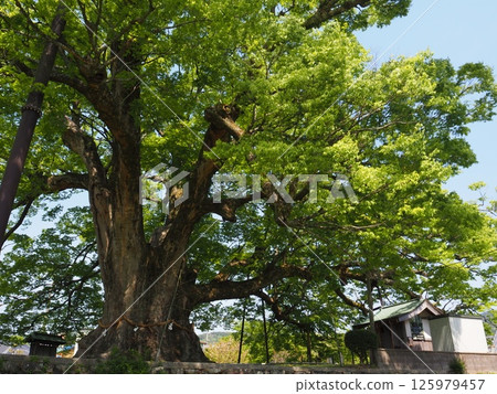 Noma 餐廳的櫸樹鬱鬱蔥蔥 Noma 餐廳的櫸樹鬱鬱蔥蔥 125979457