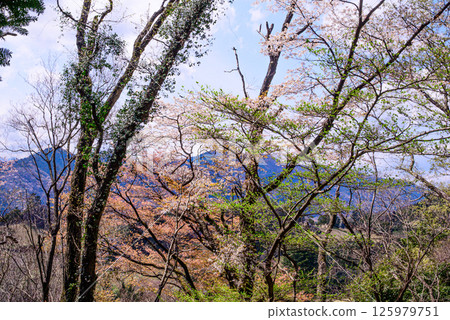 八幡山櫻花盛開的風景 八幡山櫻花盛開的風景 125979751