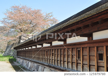 海津城遺址北名門的櫻花盛開 海津城遺址北名門的櫻花盛開 125979780