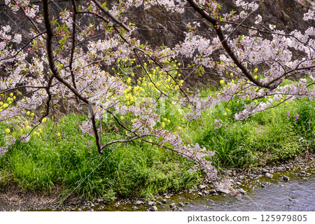Cherry blossoms and rape blossoms blooming along the Mekujiri River Cherry blossoms and rape blossoms blooming along the Mekujiri River 125979805