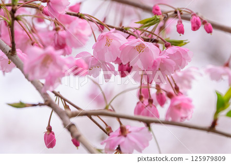 美麗的粉紅櫻花花瓣 125979809