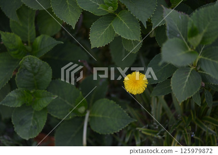 黃色的花朵 125979872