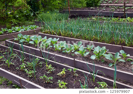 Organic vegetable garden: strawberry beds, garlic, cabbage. 125979907