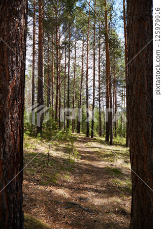 A trail in a pine forest . Vertical orientation 125979916