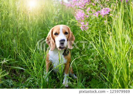 Cute beagle dog in a in blooming lilac flowers of in fireweed. 125979989