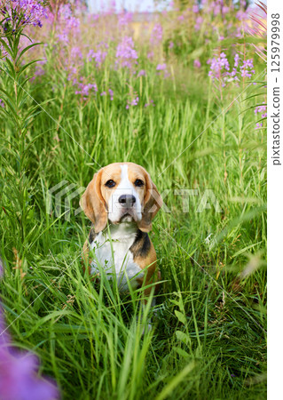 The Beagle dog in a in lilac flowers, blooming field of in fireweed. The Beagle dog in a in lilac flowers, blooming field of in fireweed. 125979998