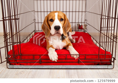 Cute beagle dog is lying in an iron cage for pets Cute beagle dog is lying in an iron cage for pets 125979999