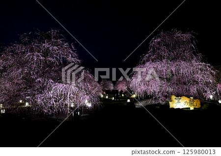 Weeping plum blossoms in Mie Prefecture 125980013