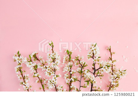Blossoming plum branches on pink background. Flat lay. Blossoming plum branches on pink background. Flat lay. 125980021