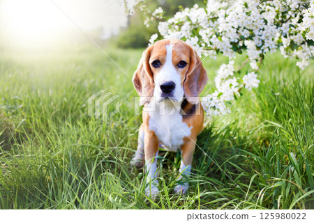 A beagle dog in the park in a sunny clearing A beagle dog in the park in a sunny clearing 125980022