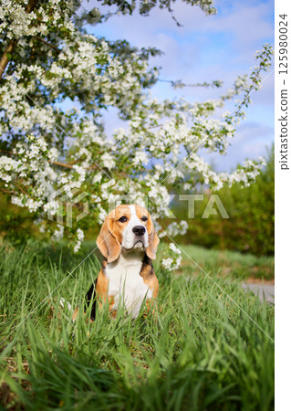 The beagle dog is sitting on the grass in the park near a blooming apple tree. The beagle dog is sitting on the grass in the park near a blooming apple tree. 125980024