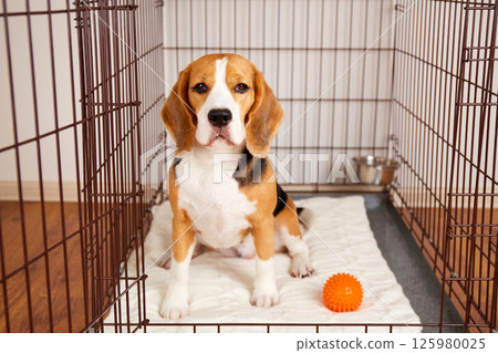 The beagle dog is sitting in a cage. 125980025