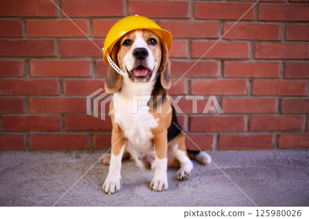 A beagle dog in a construction helmet at a brick wall A beagle dog in a construction helmet at a brick wall 125980026
