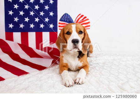 A cute beagle dog lies next to the American flag. A cute beagle dog lies next to the American flag. 125980060