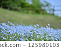 開花漂亮的Nemophila 125980103