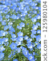 開花漂亮的Nemophila 125980104