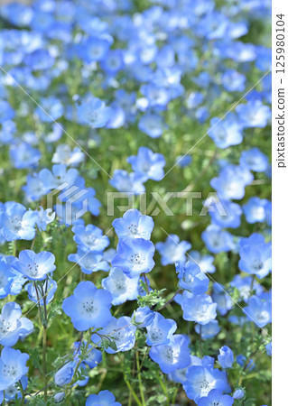 開花漂亮的Nemophila 開花漂亮的Nemophila 125980104