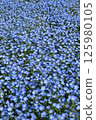開花漂亮的Nemophila 125980105