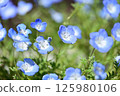 開花漂亮的Nemophila 125980106