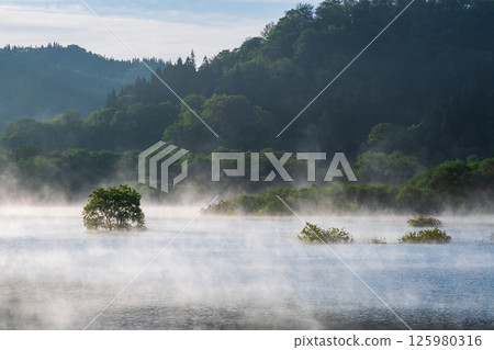 白川湖被淹沒的森林 125980316