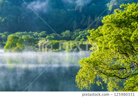 白川湖被淹沒的森林 125980331