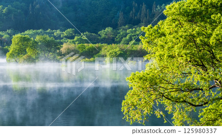 白川湖被淹沒的森林 125980337